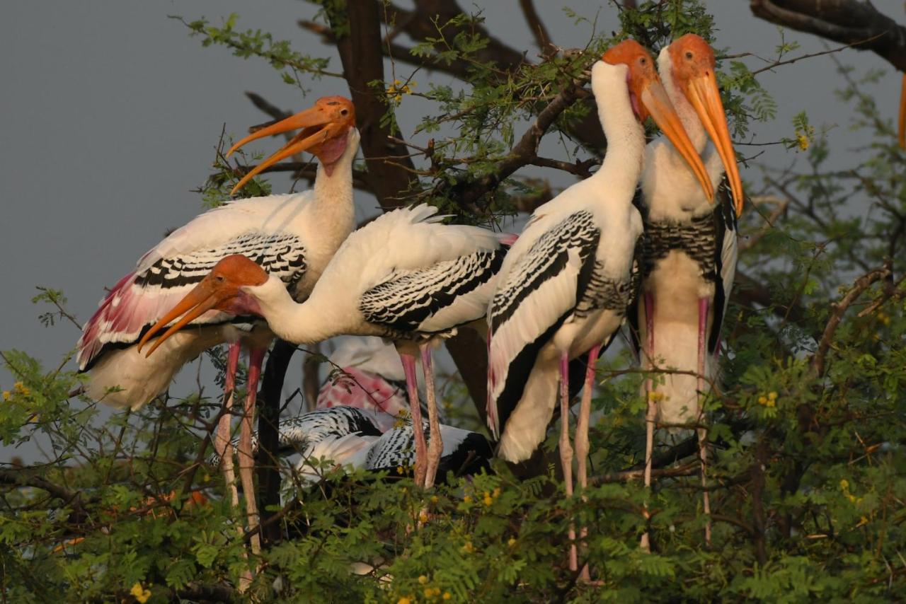 בהאראטפור The Birder'S Inn מראה חיצוני תמונה